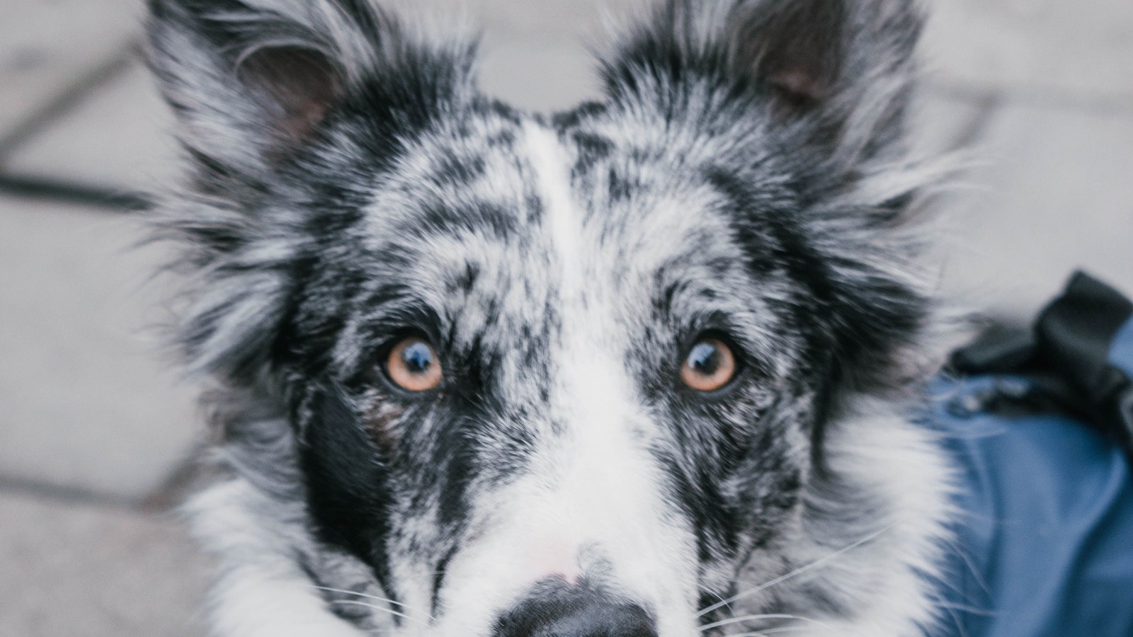 Dog wearing a fitted blue jacket outdoors