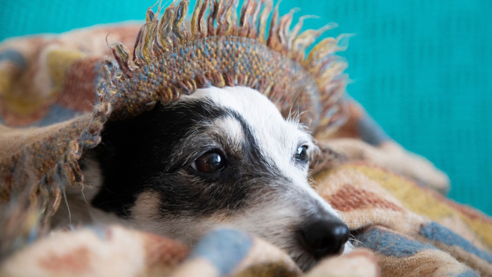 Small dog peeking out from under a blanket