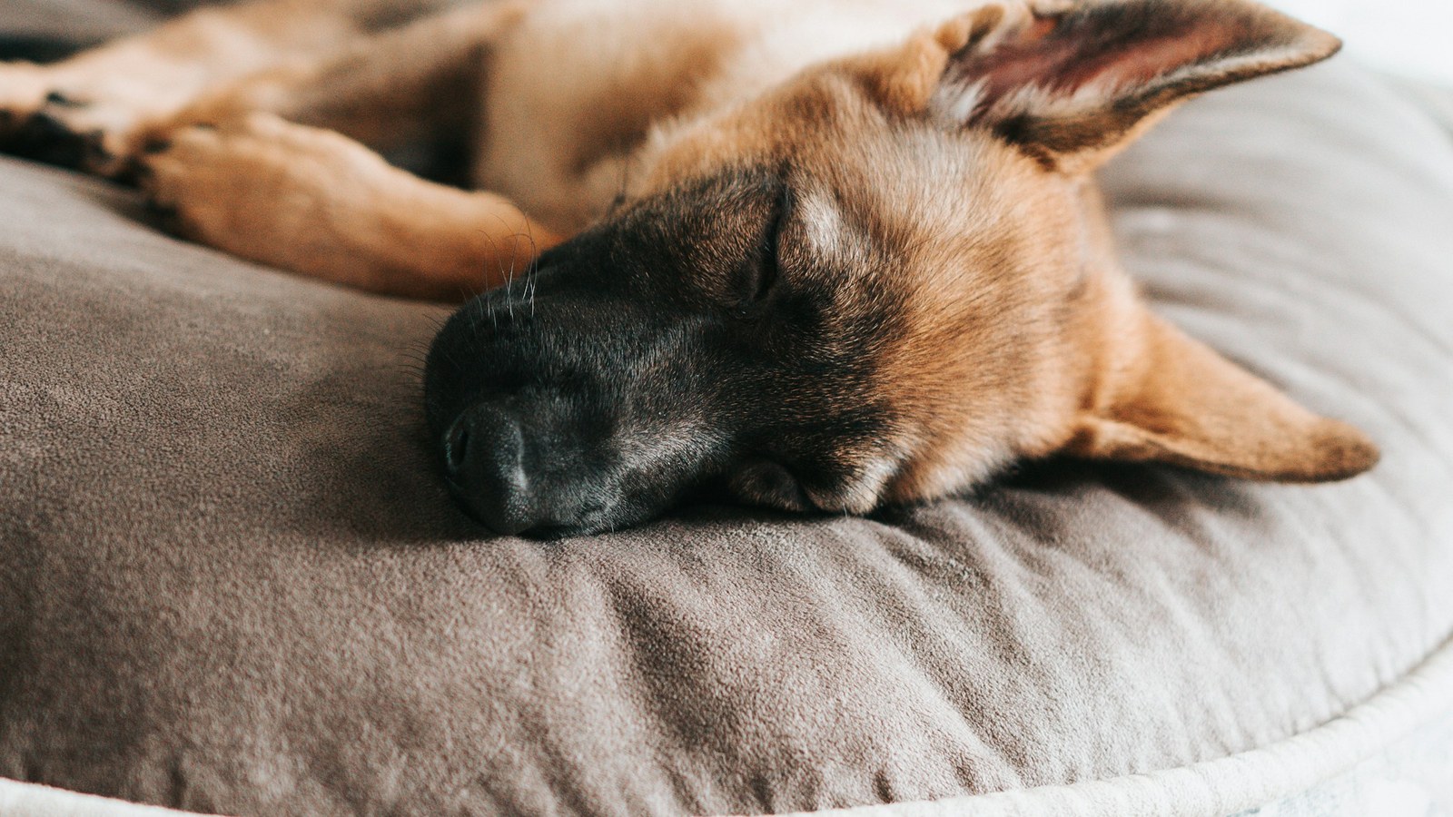 Dog resting on a supportive dog bed