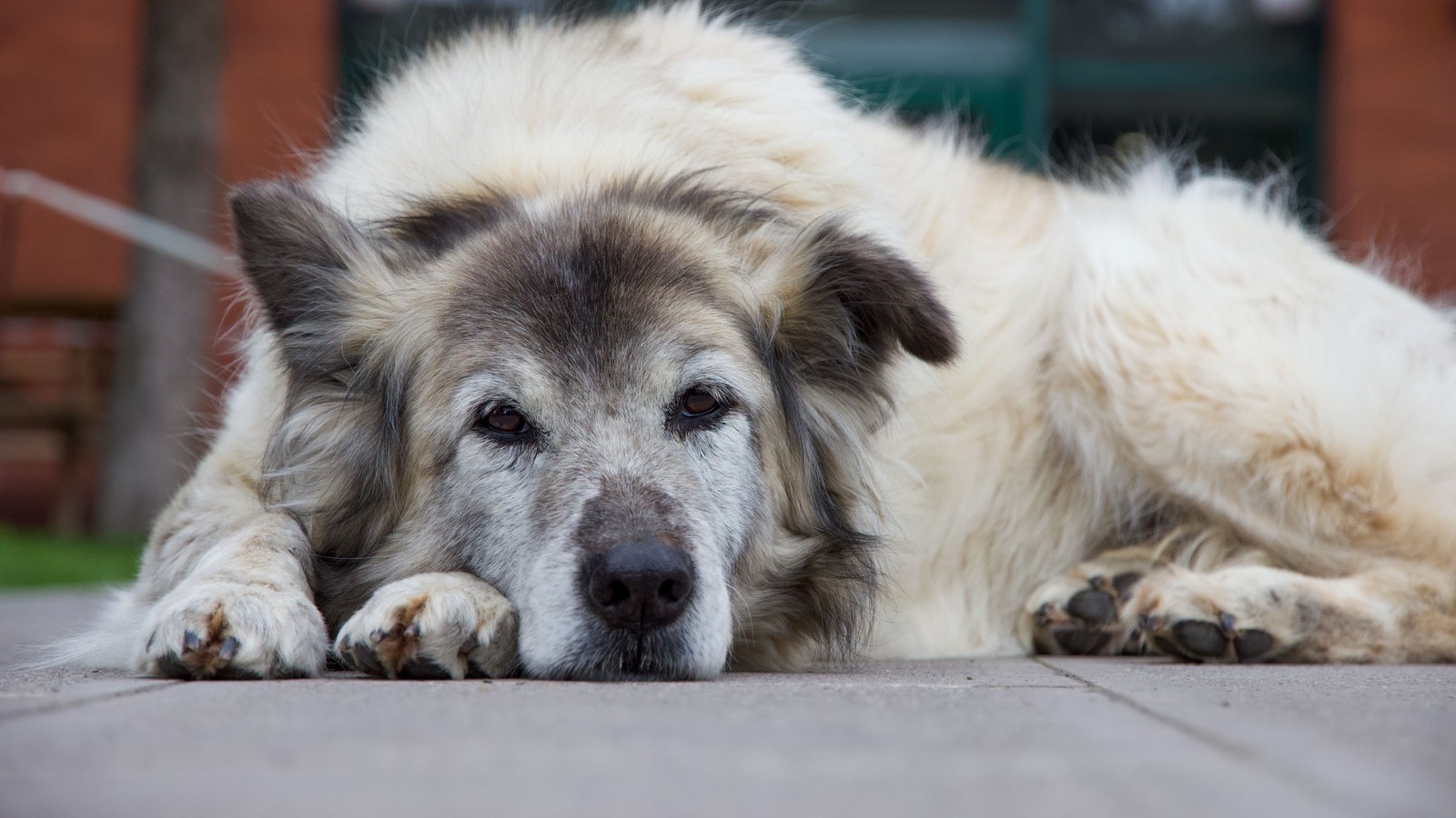 Senior dog resting low to the ground