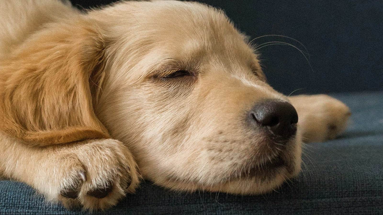 Dog sleeping comfortably on a soft surface