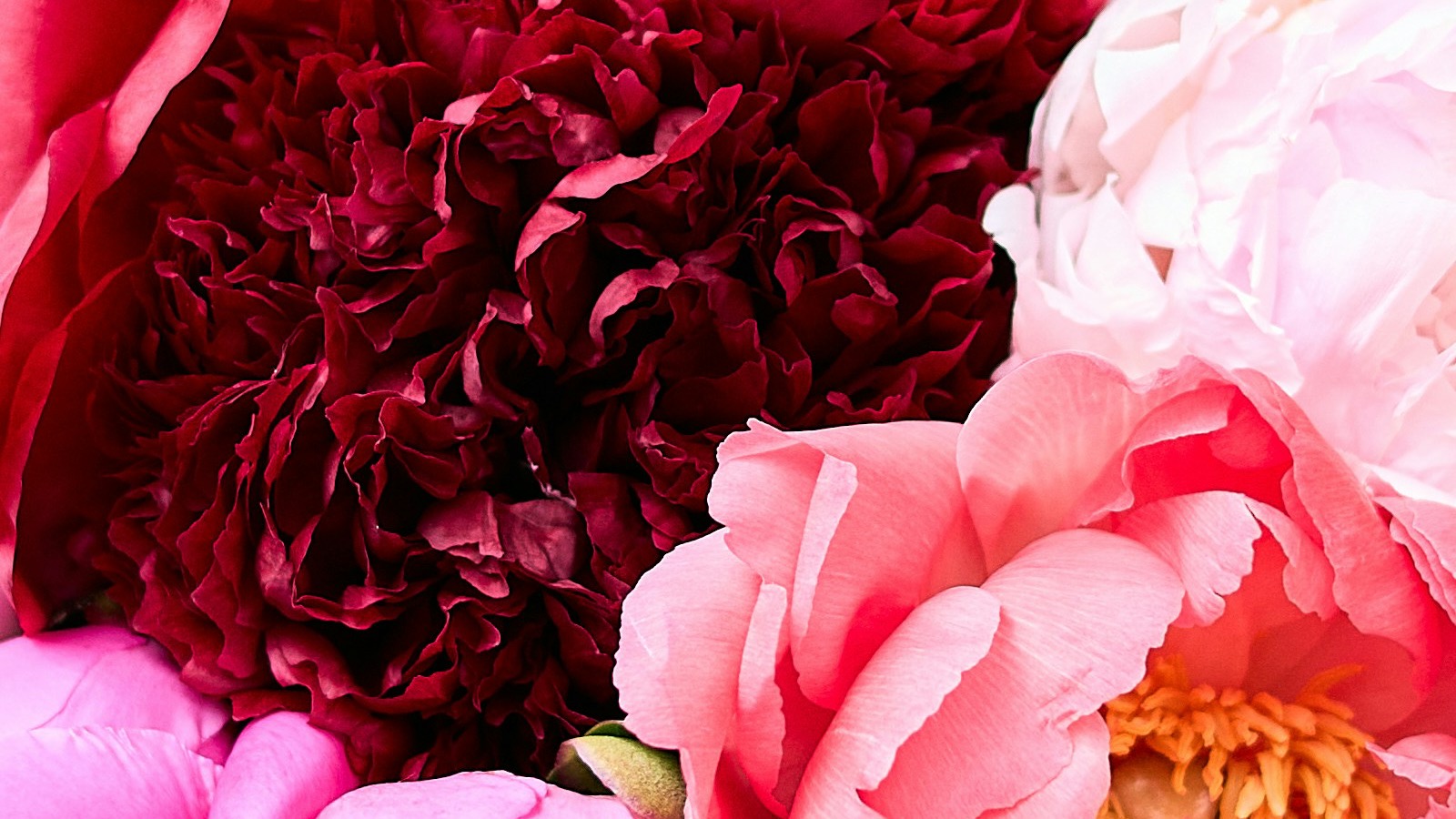 Thank you flowers for a personalized gratitude song